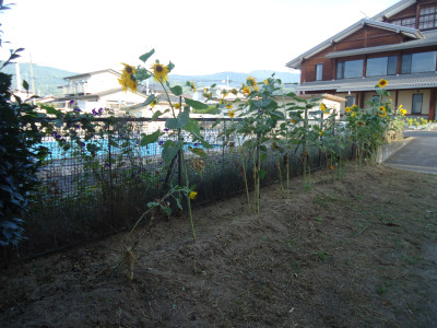 DSC01996