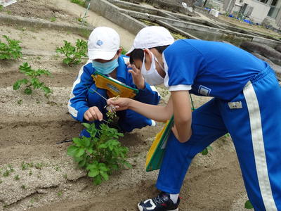 醸芳小学校 桑折町教育ポータル