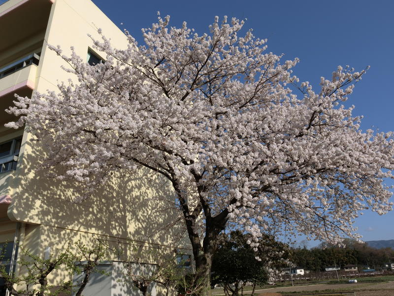 校舎隣の桜